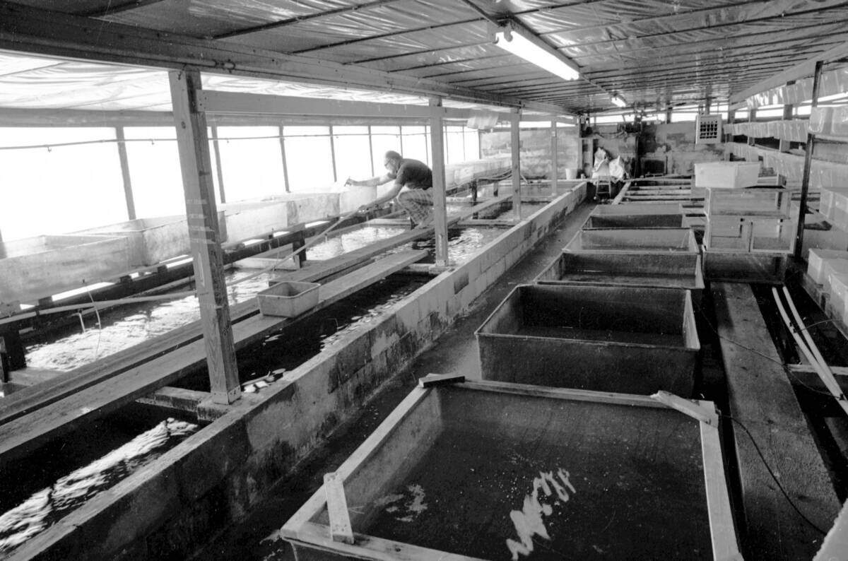 The interior of one of the buildings of Socolof Fish Farm in 1974.