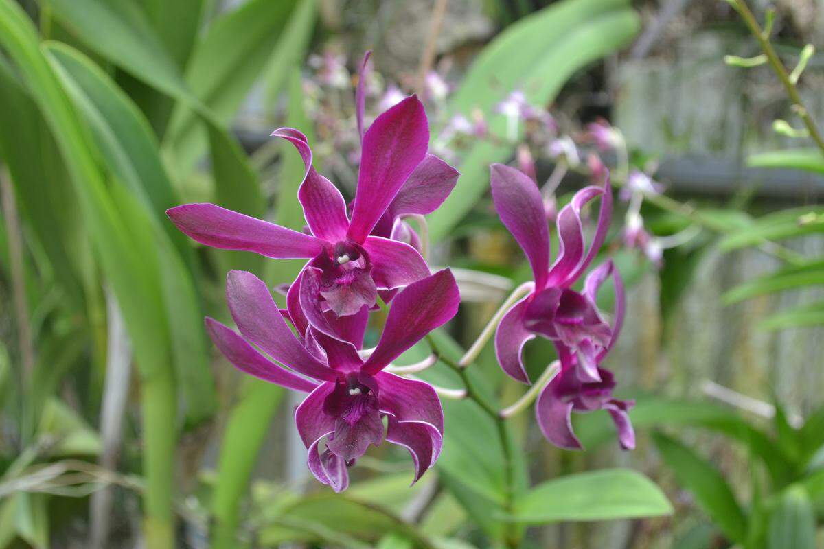 An orchid plant in bloom in one of the greenhouses at Plantio La Orquidea, an orchid nursery in Manatee County.