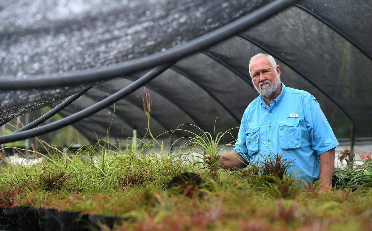Dennis Cathcart, founder of Tropiflora, a major grower of bromeliads, says the grow-houses with all their plants were hit hard by Hurricane Ian, completely destroying seven structures and heavily damaging most of the rest. Cathcart stands in one of the structures with half of the roof hanging down with his tillandsia plants.