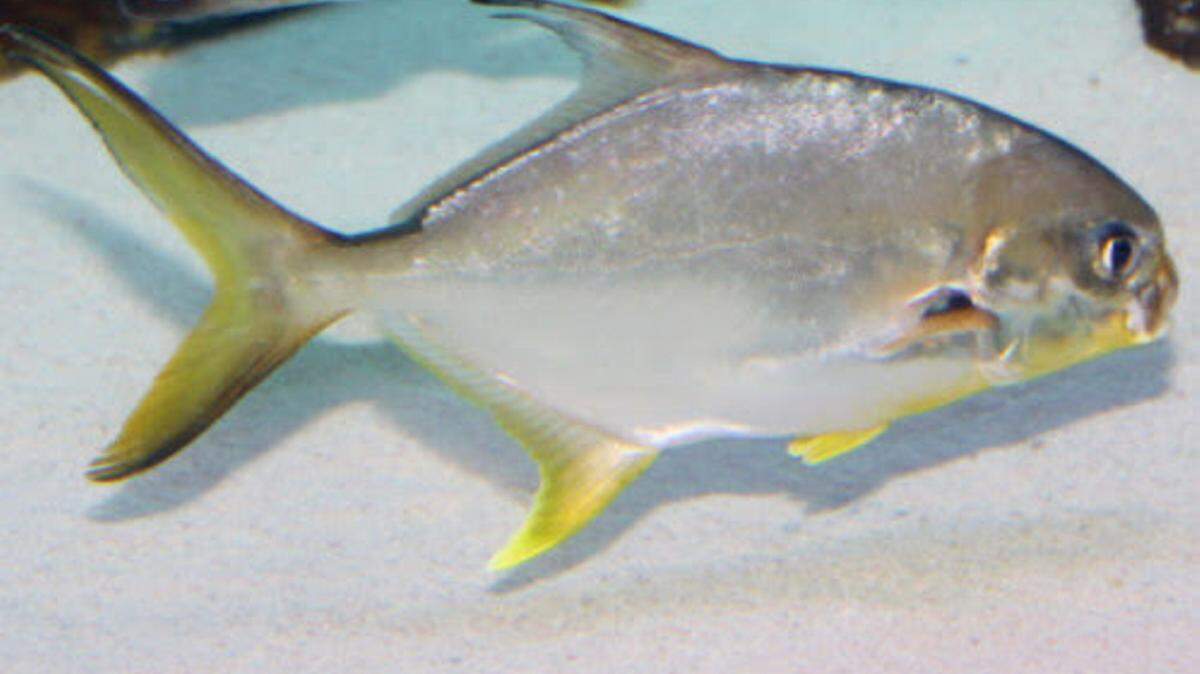 Aquaculture-raised pompano will be fed a diet developed from mullet byproducts in an effort to find more sustainable feed for fish in aquaculture, an important food source for people around the world. PROVIDED PHOTO