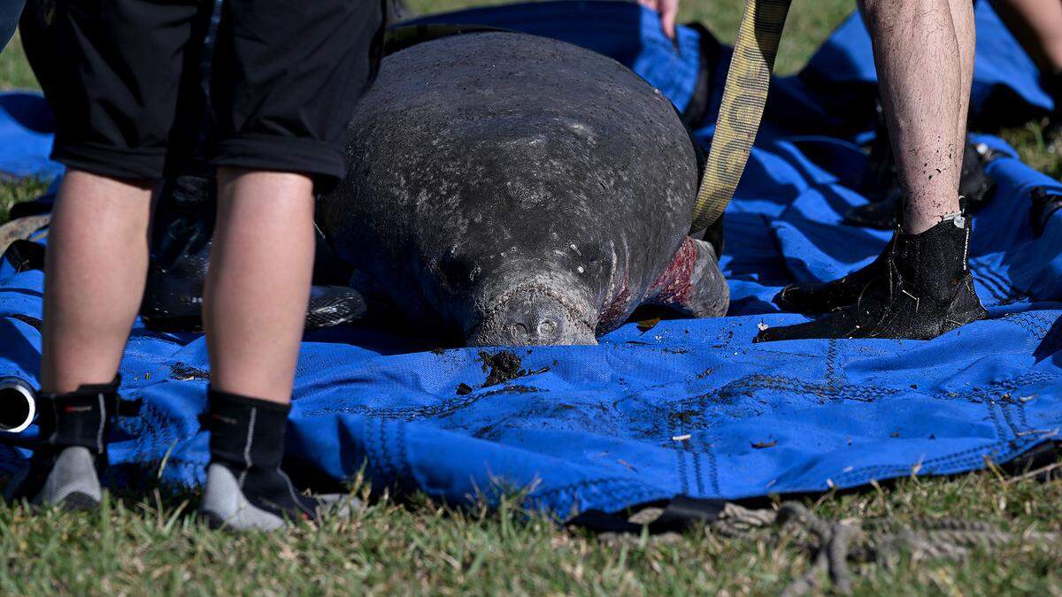 Rescuers from the Florida Fish and Wildlife Conservation Commission, Mote Marine’s Stranding Investigation Program and the Bishop Museum of Science and Nature rescued a manatee calf suffering from cold stress in Wares Creek in Bradenton on Thursday afternoon.
