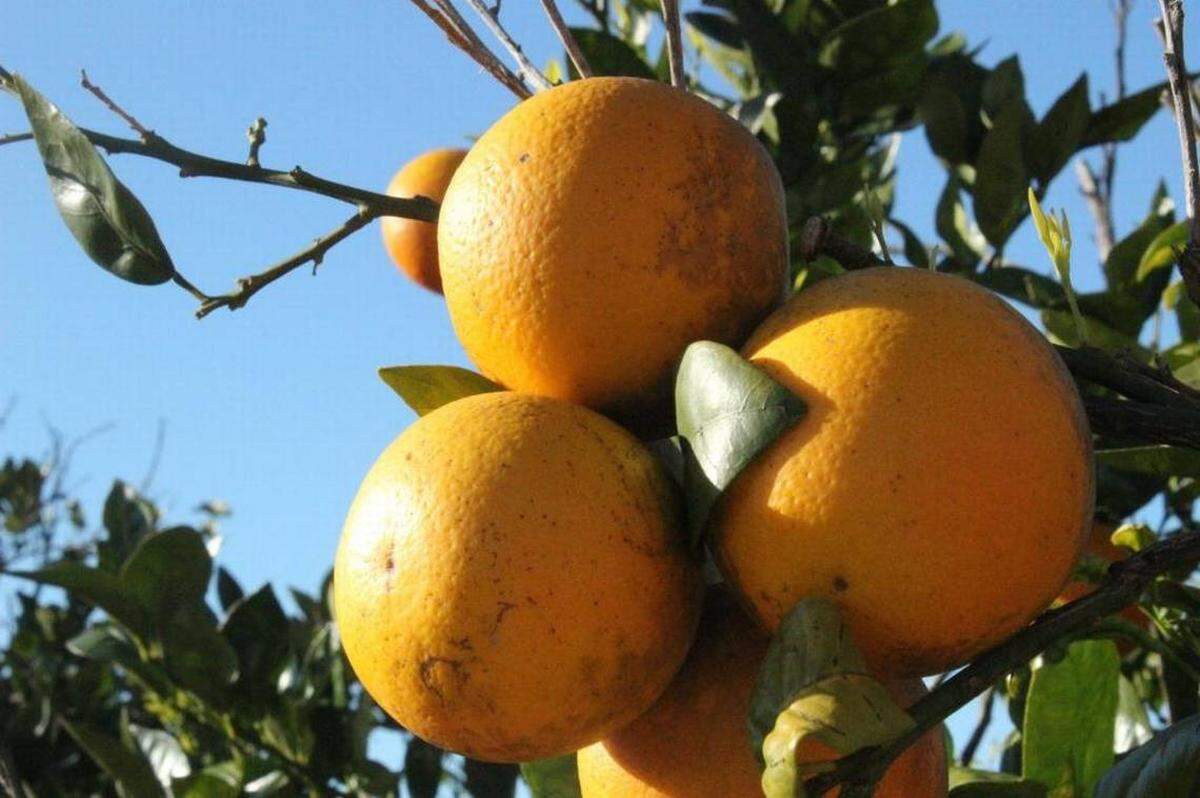 A forecast Tuesday from the U.S. Department of Agriculture showed this season’s projected Florida orange crop holding steady for the third consecutive month.