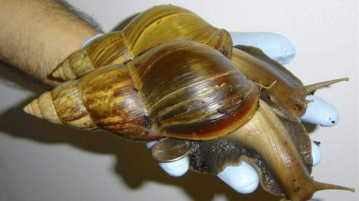 Two giant African land snails are held by a Florida Department of Agriculture worker.