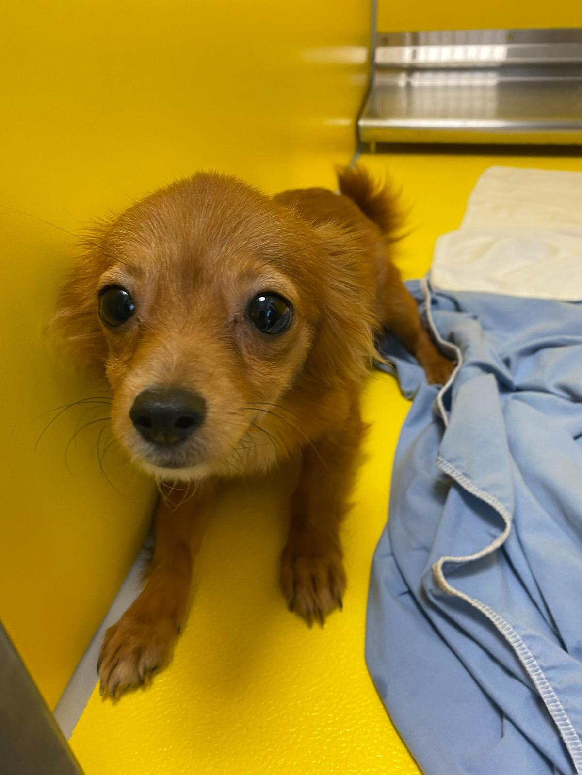 One of 14 dogs rescued from a Bradenton home on May 7, 2022.