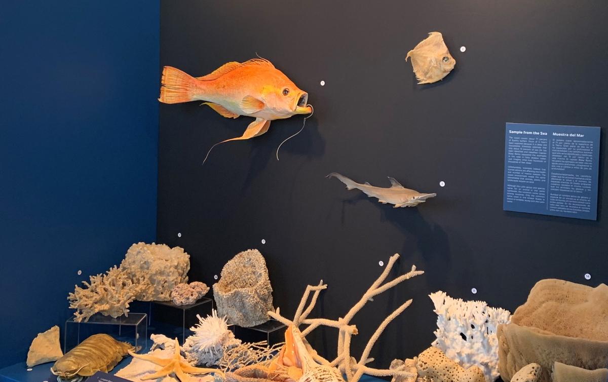 The Florida Maritime Museum in Cortez got a fresh new look during Phase II of its “Re-Imagination.” Among the new exhibits: marine life native to the Gulf Coast.