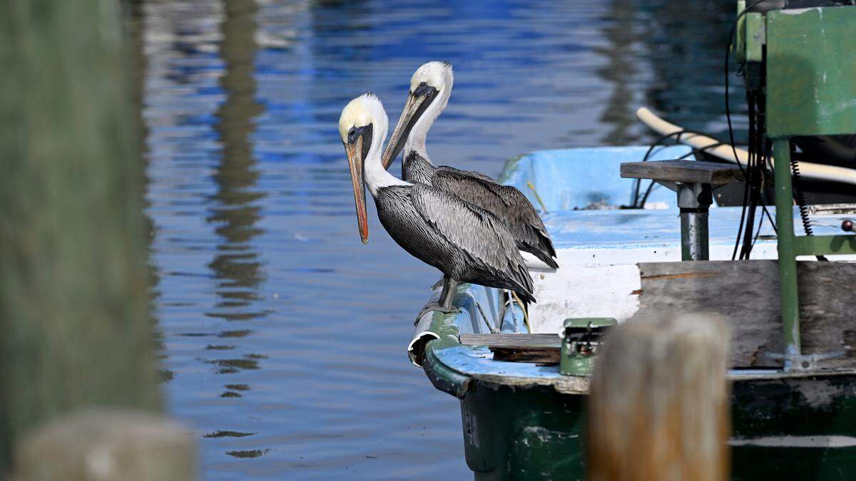 Pelicans gathered at the docks of Cortez on the mornings of Dec. 31st.