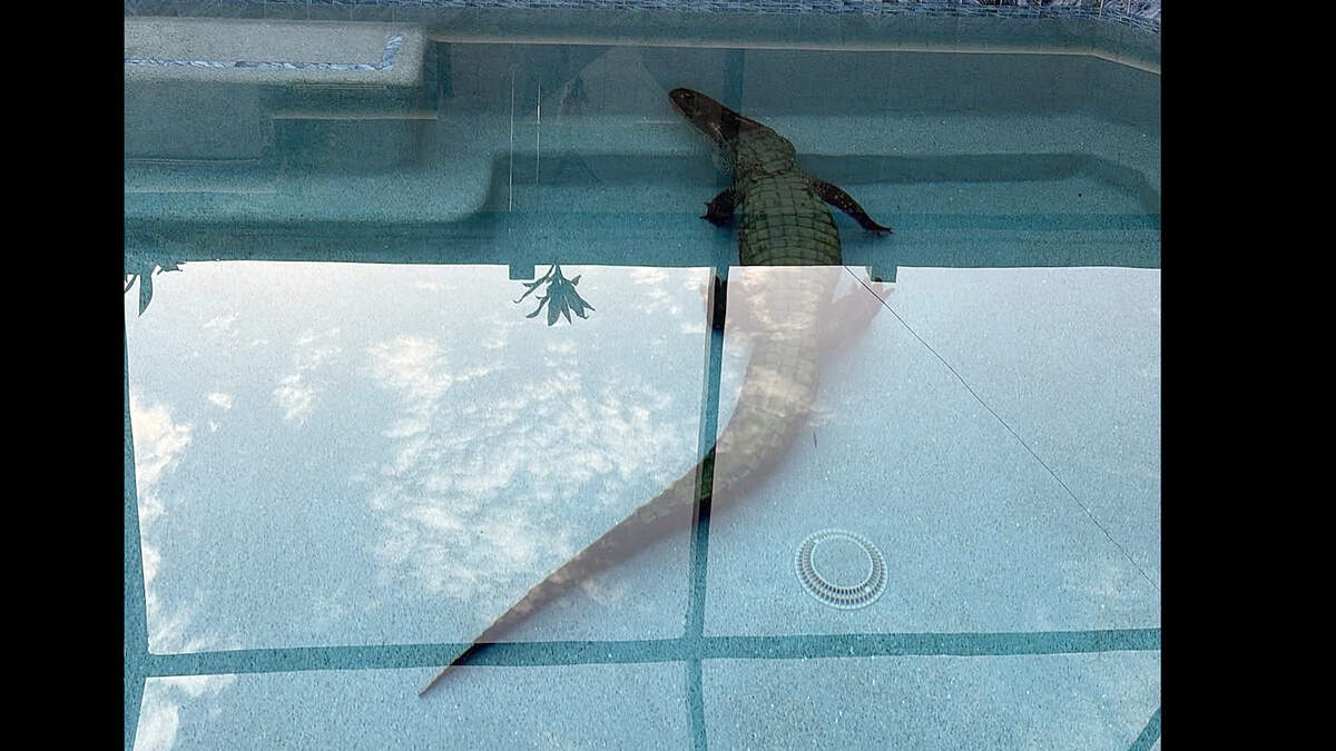 A Venice homeowner discovered a more than 9-foot-long alligator in his pool on July 14, 2026.