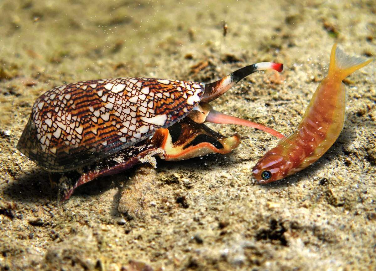 “Battle of the Boneless,” a new exhibit at The Bishop Museum of Science and Nature in Bradenton, explores the world of spineless sea creatures like cones, pictured.