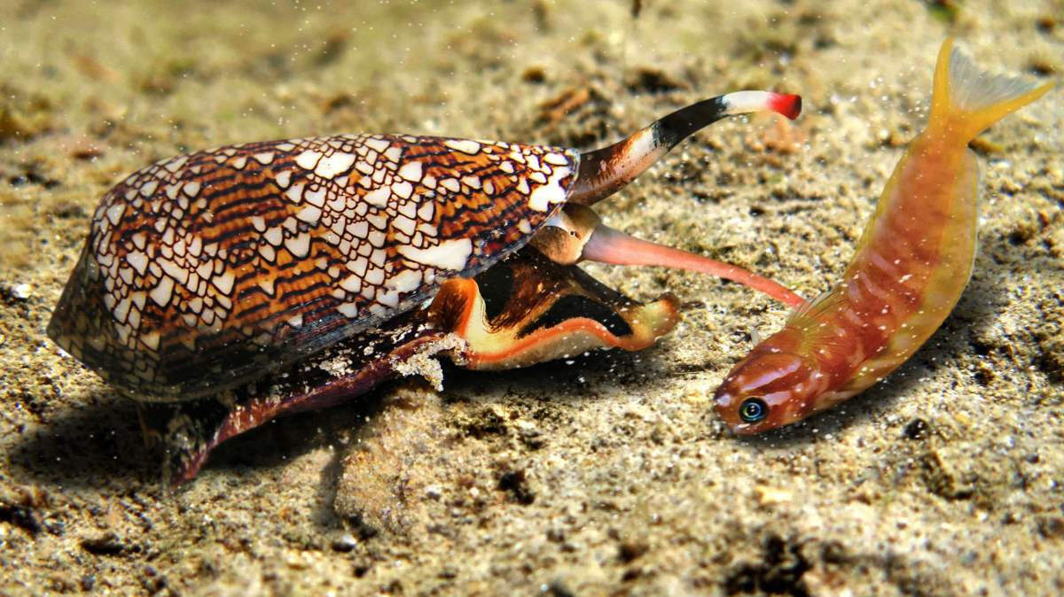 “Battle of the Boneless,” a new exhibit at The Bishop Museum of Science and Nature in Bradenton, explores the world of spineless sea creatures like cones, pictured.
