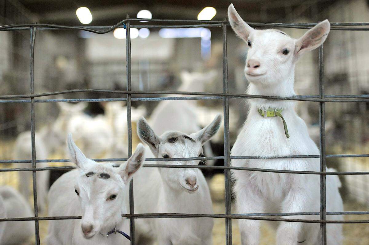 The Manatee County Fair is an ideal place to see lots and lots (and lots) of cute animals.
