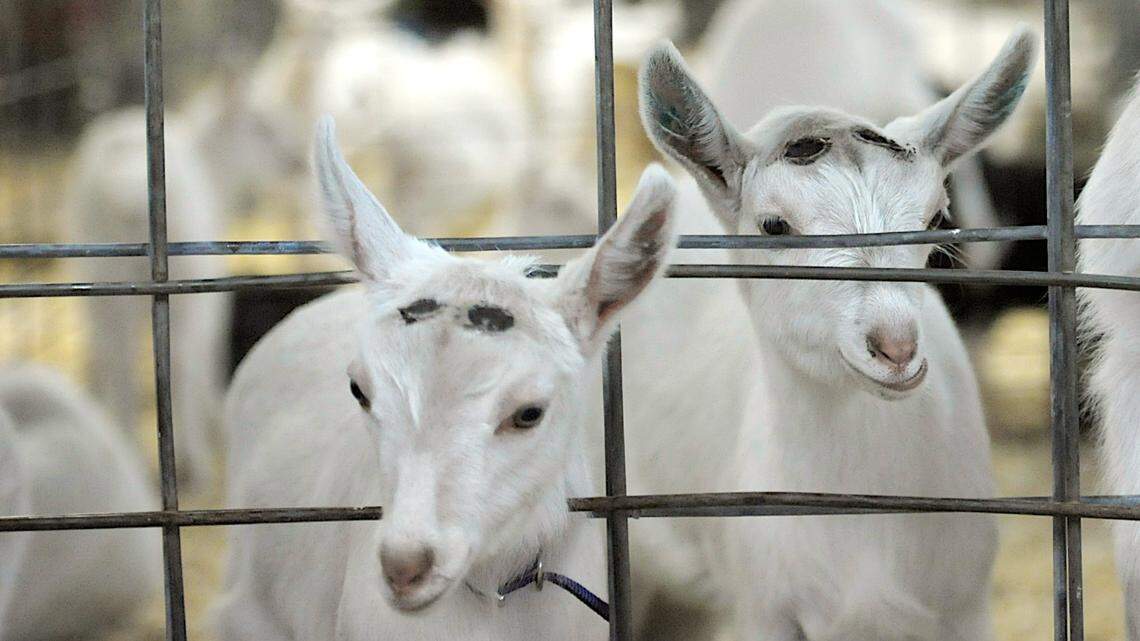 Weekend guide: The Manatee County Fair and other things to do in Bradenton/Sarasota this weekend