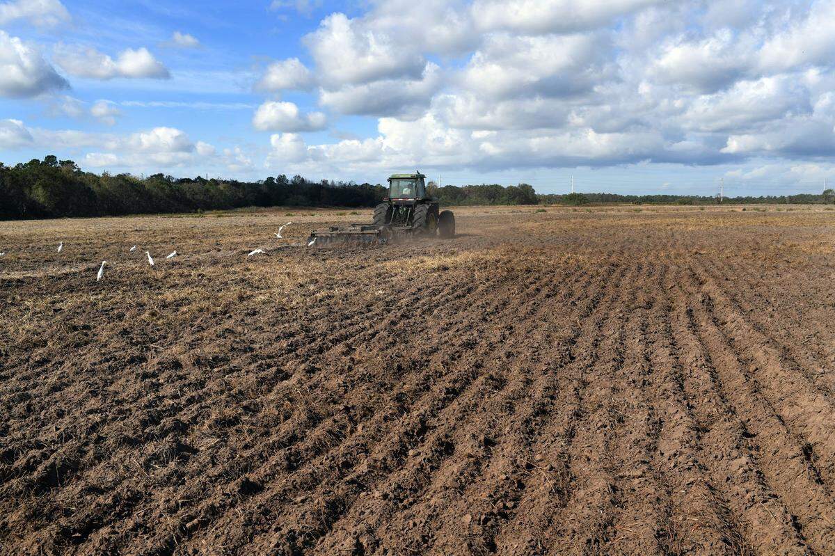 12/17/2017--A tractor is followed by ‘cow birds’ on the Gonzalez Farm leased from L3 Farms. The vision for Gamble Creek Village is a development proposal of a nearly 6,000 acre plot of farm land, seeking to curb the trend of urban sprawl with open space and agriculture. The problem for Manatee County planners is that the property is located two miles east of the urban development line.
