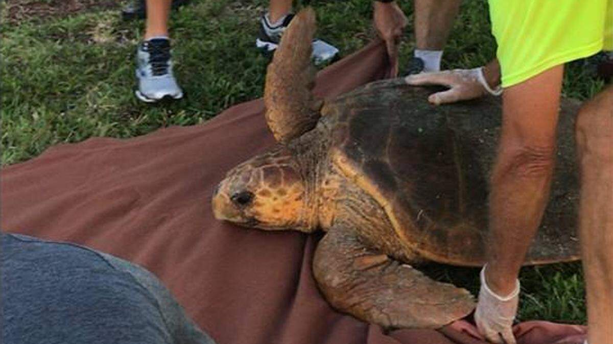 A female loggerhead was rescued by volunteers early Wednesday morning after she got lost trying to lay eggs and ended up on N Bay Boulevard.