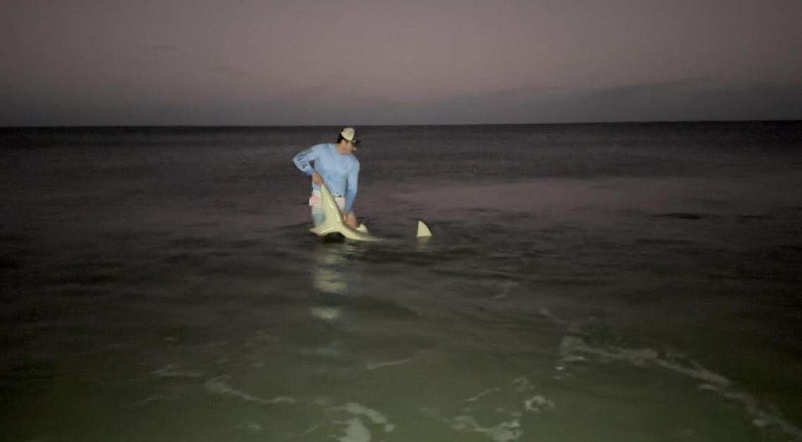 Michael Hengel, 22, of Bradenton, releases a bull shark back into the water at North Miami Beach.