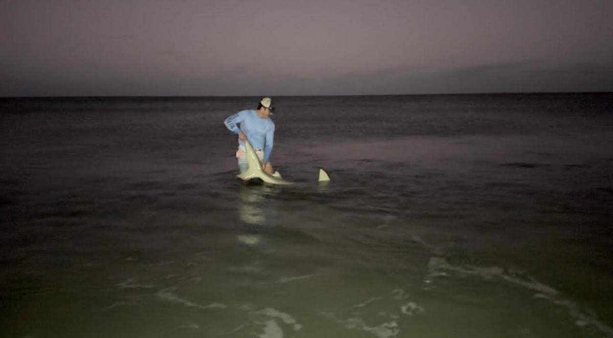 Michael Hengel, 22, of Bradenton, releases a bull shark back into the water at North Miami Beach on Feb. 12, 2023.