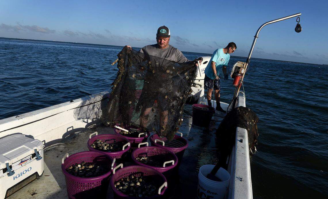 12/15/21—D.J. Strott and Ryan Brown work the waters of Tampa Bay as they haul in nets filled with clams. They set the seedling clams into the shallow waters, and pull them up months later when they’re ready.