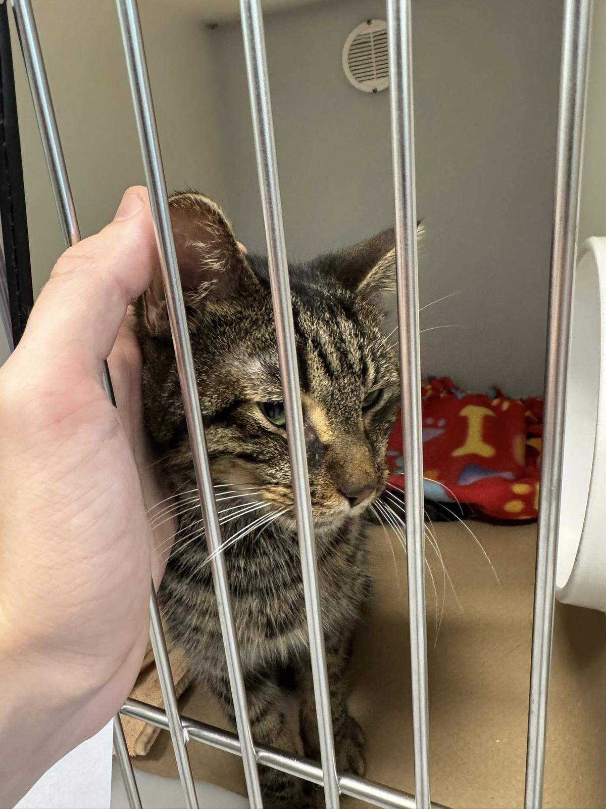 Two cats are recovering at Bishop Animal Shelter after Manatee County Animal Welfare officers found them and a third cat dead in an abandoned crate off Lena Road in Bradenton on July 29, according to the agency.