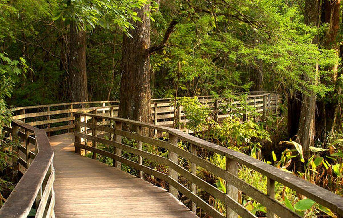 The boardwalk at Audubon Corkscrew Swamp Sanctuary runs 2.25 miles through pine flatwoods, wet prairie, a marsh and into the largest old growth bald cypress forest in North America.