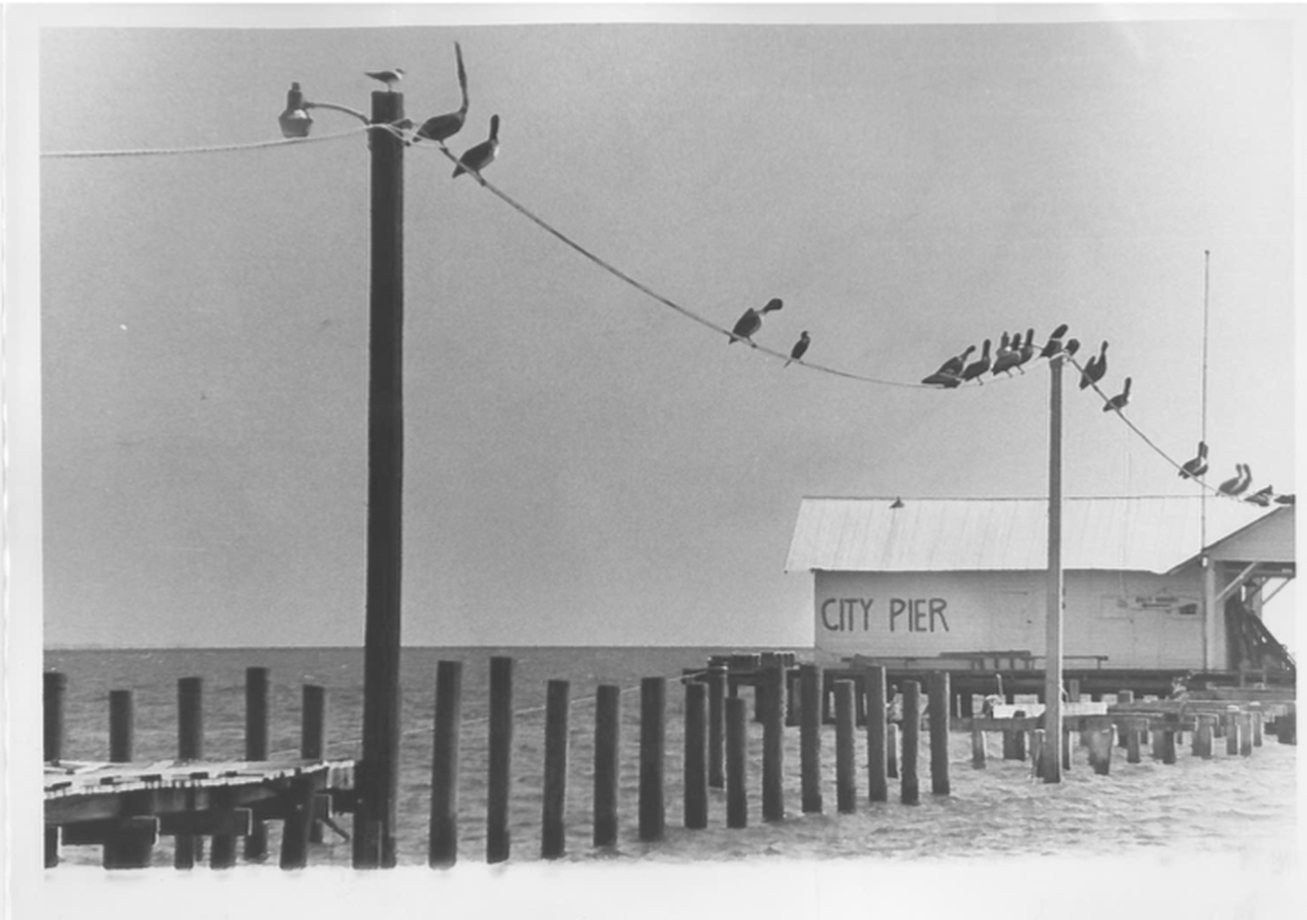Birds hanging out on City Pier in the early 1900s.