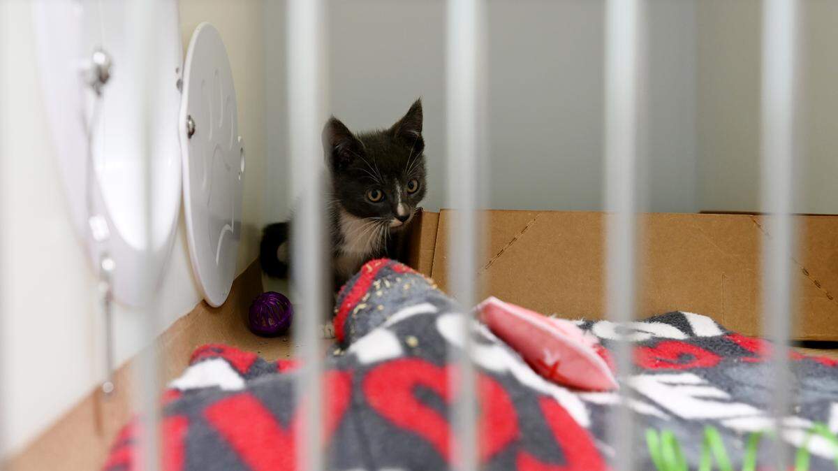 A small kitten sits in the back corner of a pen at the existing facility at the Bishop Animal Shelter, which is soon unveiling its expanded shelter with new pet amenities and increased security measures aimed at increasing animal adoption rates, shown on Dec. 11, 2025.