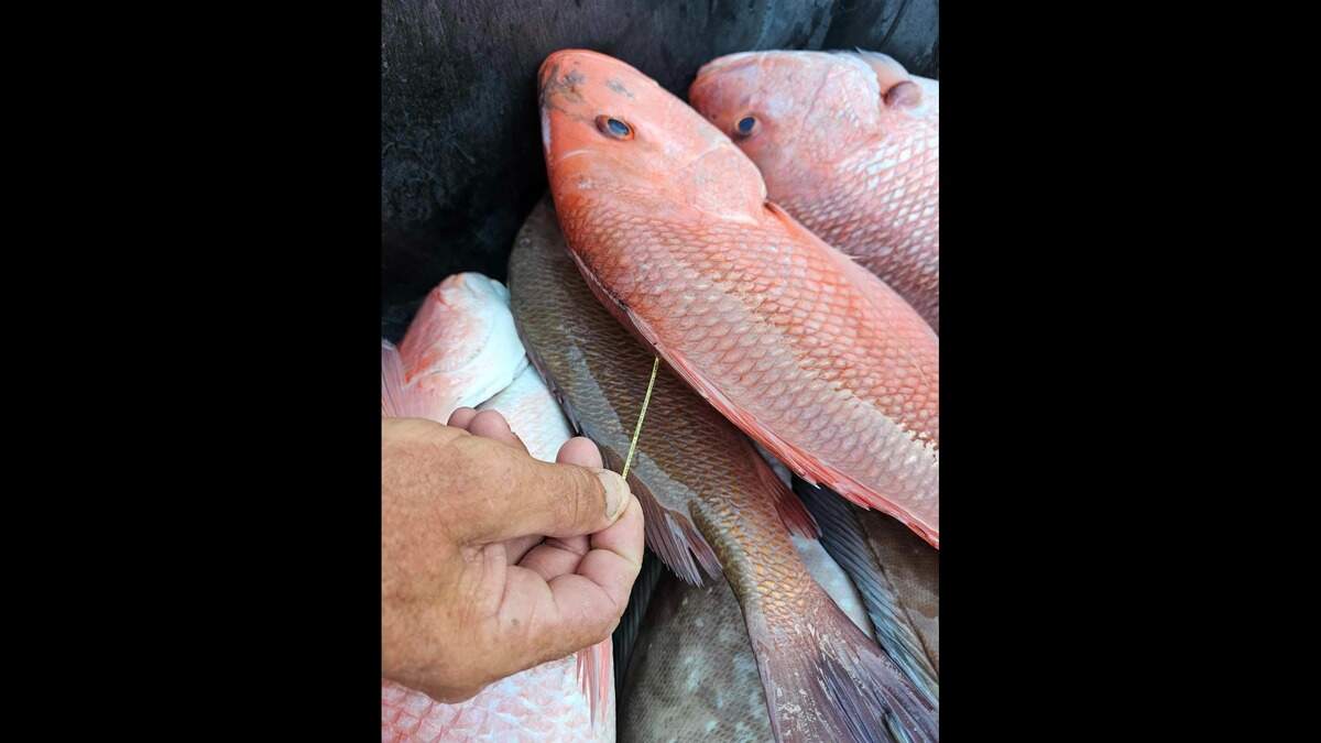 Local angler Dhru Shah caught a roughly 26-inch red snapper with a yellow tag in it in the Gulf of Mexico near Tampa Bay. He reported the catch information to FWC and earned a T-shirt.