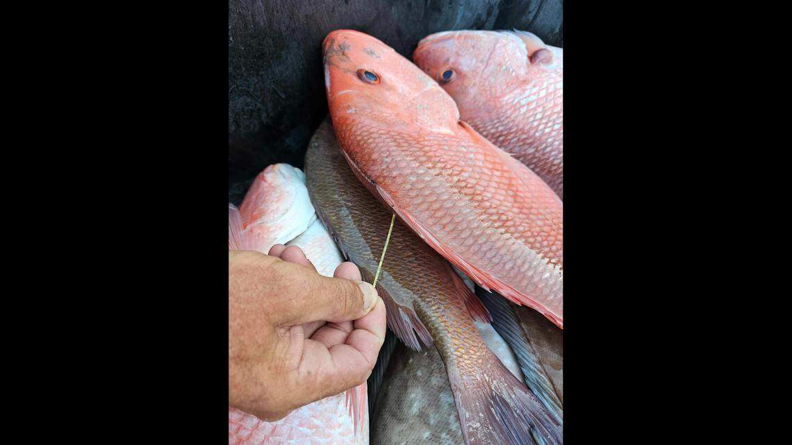 Local angler caught a tagged red snapper in the Gulf of Mexico. What does that mean?