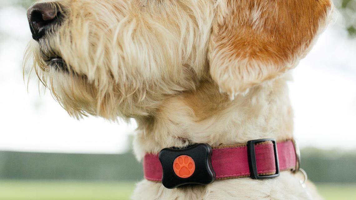 Wearable device tracks activity of man's best friend 