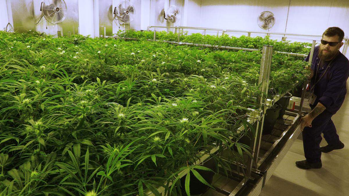 Lead grower Dave Wilson cares for marijuana plants in the Flower Room at the Ataraxia medical marijuana cultivation center in Albion, Ill., in September. ASSOCIATED PRESS FILE