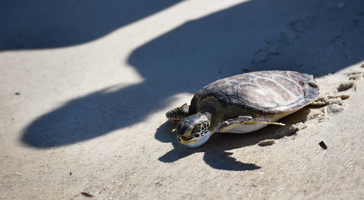 In the shadow of his helpers, a juvenile green sea turtle is released off Coquina Beach after being treated for symptoms of red tide off Boca Grande last month.