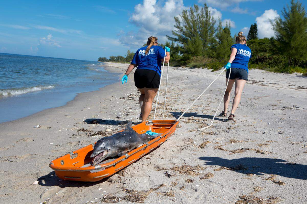 Mote Marine Laboratory’s Strandings Investigations Program recovered a young bottlenose dolphin off of Manasota Key on Tuesday, Aug. 21.
