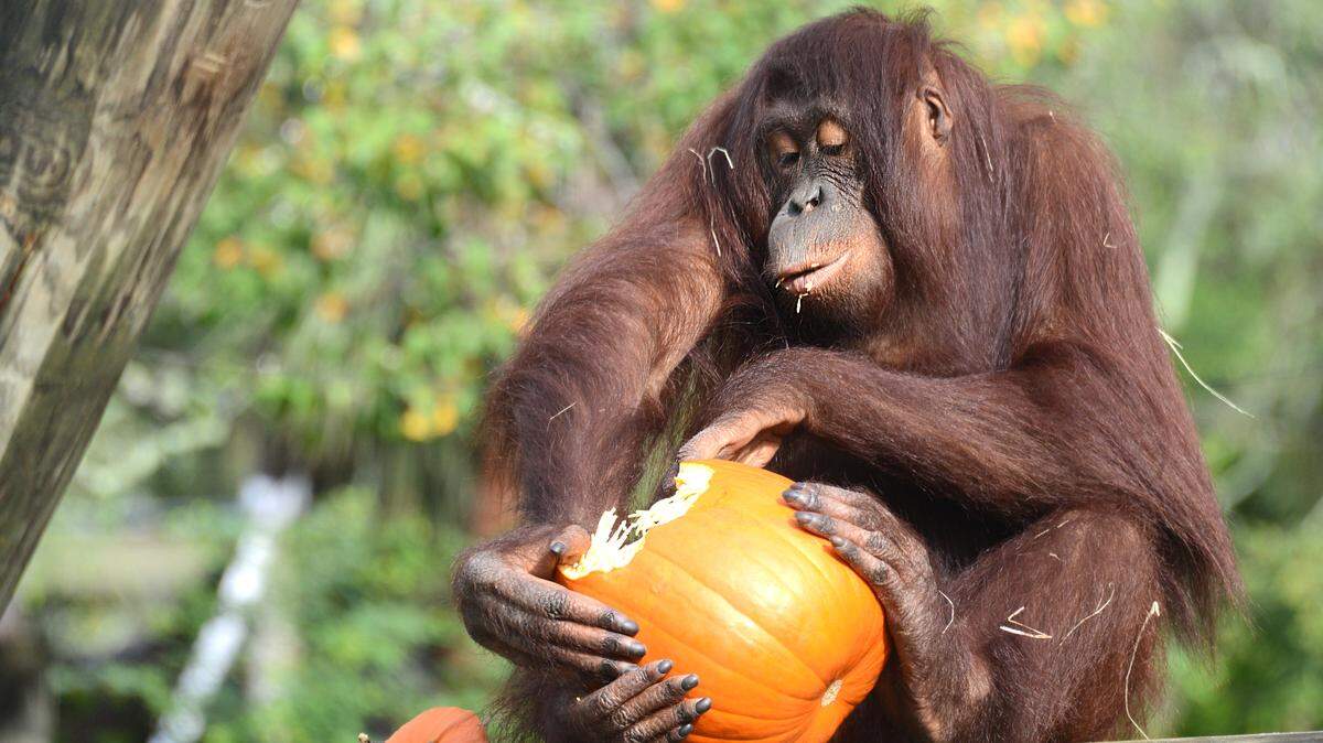 Focusing on fun, not fear, at Lowry Park's "ZooBoo Kids," a daytime event with fright-free festivities starting at 1 p.m. and ending at 7 p.m. Oct. 10-11, 17-18, 23-26, 30-31, and Nov. 1. 
 PUBLICITY PHOTO