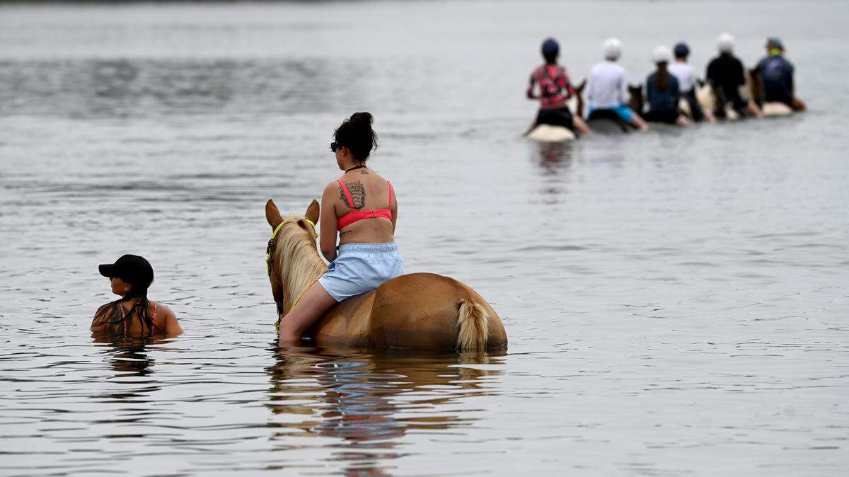 Horseback riding along Bradenton’s Palma Sola Bay has been debated over the year. Dave Tomasko, executive director of the Sarasota Bay Estuary Program said more research is necessary to determine whether horses impact water quality. On Thursday, July 27, three beach horse companies were working in the bay.
