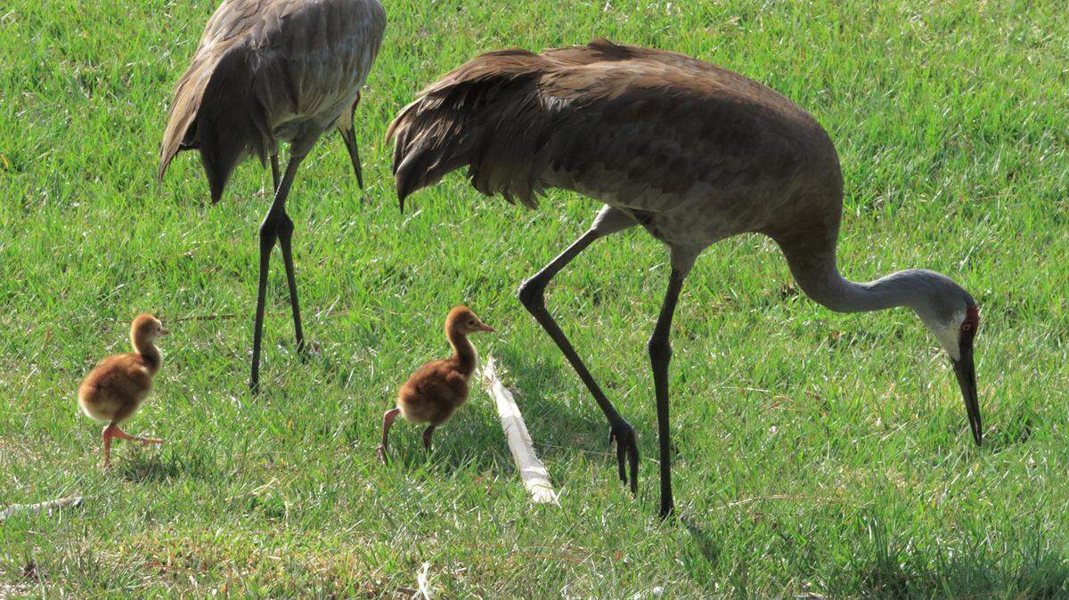 A family of sandhill cranes searches for food in an open area off Whitfield Avenue at the new Magnolia Point subdivision south of Bradenton. The birds, which stand as tall as 4 feet as adults, lay their eggs and hatch their young throughout the first half of the year. The chicks will stay with their parents for up to a year. The Florida Fish and Wildlife Conservation Commission classes the state's crane poplulation as threatened, with just under 5,000 remaining. The commission estimates the crane lost 42 percent of its habitat between 1974 and 2003. MATT M. JOHNSON/Bradenton Herald