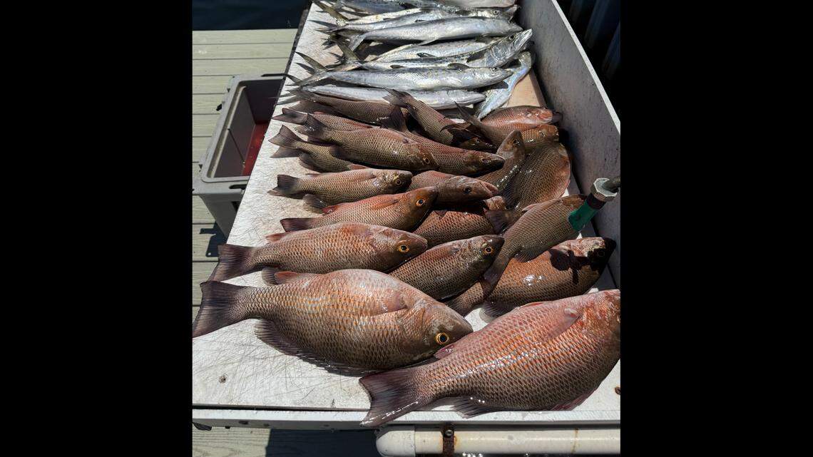 ‘Working harder.’ It’s snapper season. But Gulf anglers may need to get creative