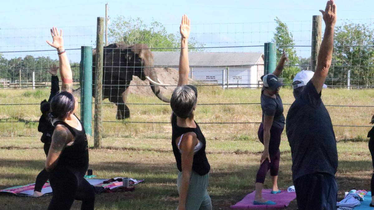 Lou, an African elephant, hovers near a yoga class led by Annemarie Kennedy, at the Myakka Elephant Ranch on 4/10/2023. The class by Operation Warrior Resolution is for veterans and their families, but is also offered to nonveterans.