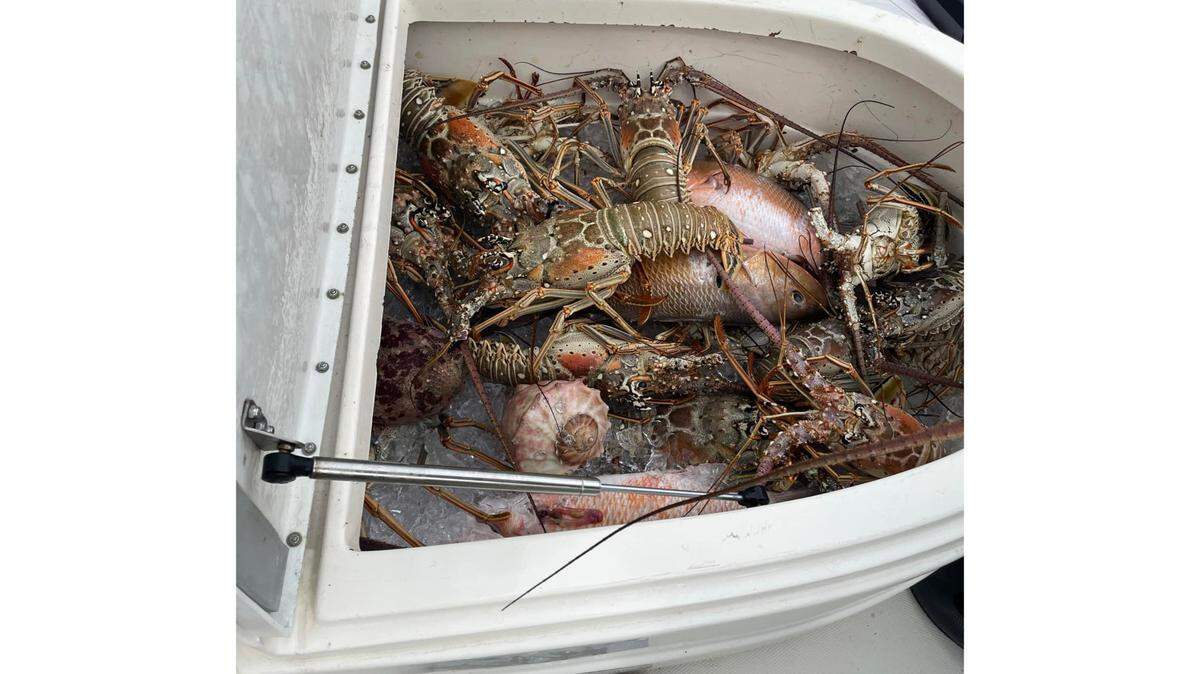Captain Anthony Fantauzzo’s catch from a recent fishing trip in the Gulf of Mexico.