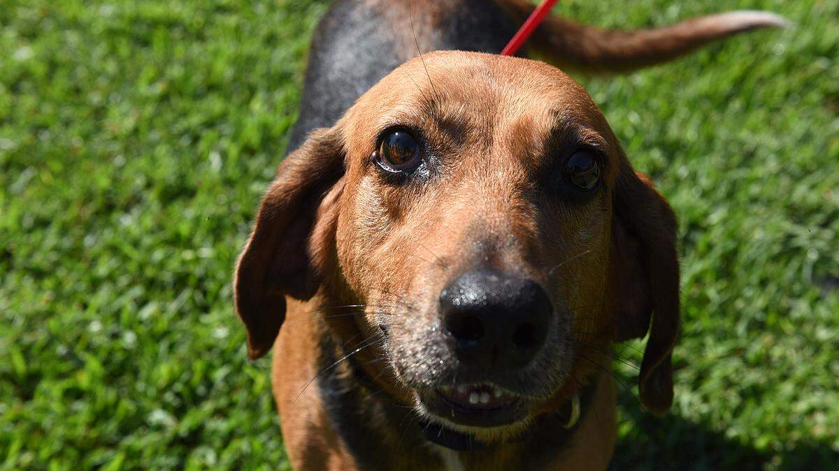 Banjo, a 7-year-old hound/shepherd mix, is available for adoption at Bishop Animal Shelter for $20 during their adopt a senior pet special. Banjo is good with kids and is house-trained. 
 TIFFANY TOMPKINS-CONDIE/Bradenton Herald