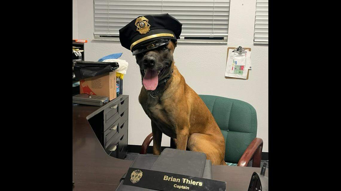 ‘Never be forgotten.’ K9 dies after ‘aggressive’ illness, Bradenton police say