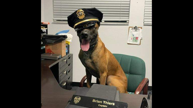 ‘Never be forgotten.’ K9 dies after ‘aggressive’ illness, Bradenton police say
