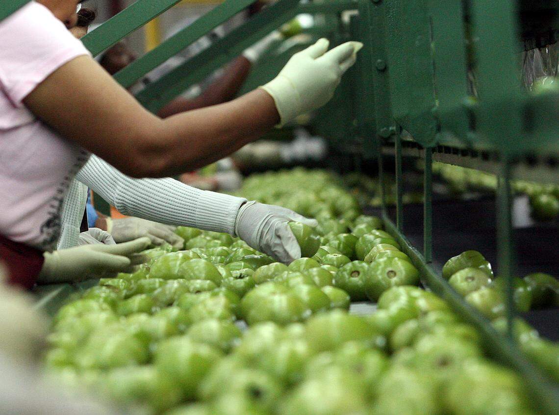 In recognition of the pandemic and those who bring in the crops, the Manatee Farm City Week committee has chosen the&nbsp; theme:&nbsp; “Original essential workers – Ag is here to stay!”