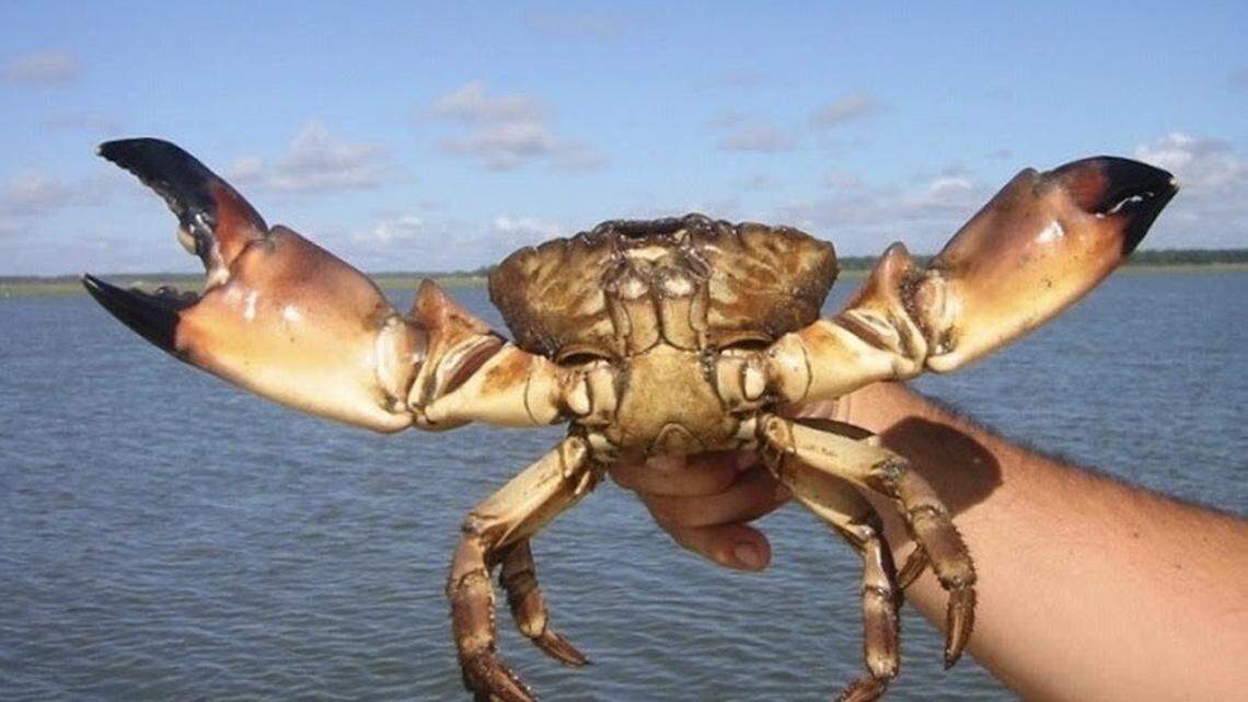 Several recreational and commercial stone crab regulation changes have gone into effect, including a minimum claw size of 2 7/8 inches, a one-eighth inch increase, for the Oct. 15 season start date.