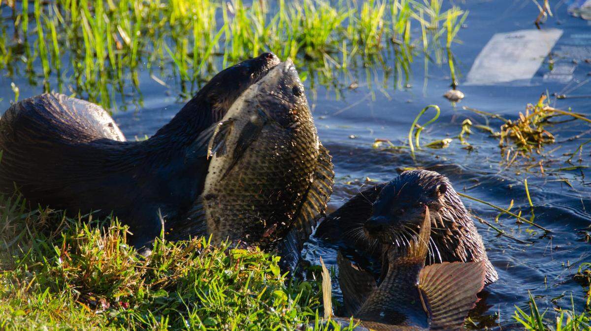 Tracy Prandine photographed two otters eating fish on the bank of the water in her backyard in Bradenton. Prandine was surprised the otters let her get so close on Jan. 18, 2023.