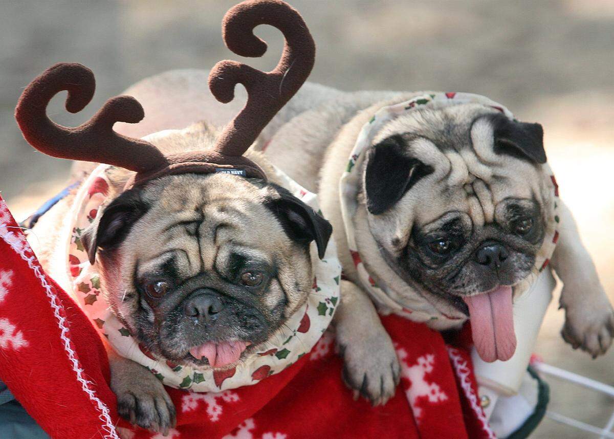 Festive pups ride in style in a stroller at a past Canine Christmas in Bradenton.