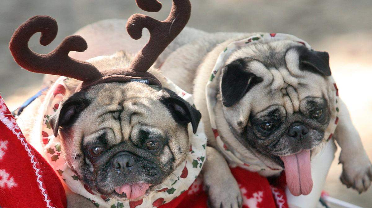 Festive pups are decked out for the holidays at a past Christmas event in Bradenton.