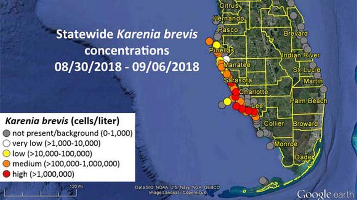 In the latest FWC report released Friday evening, experts say red tide levels are slightly higher than they were last week in Manatee County. Concentrations of the red tide algae bloom are between 5 and 25 percent higher, officials said.