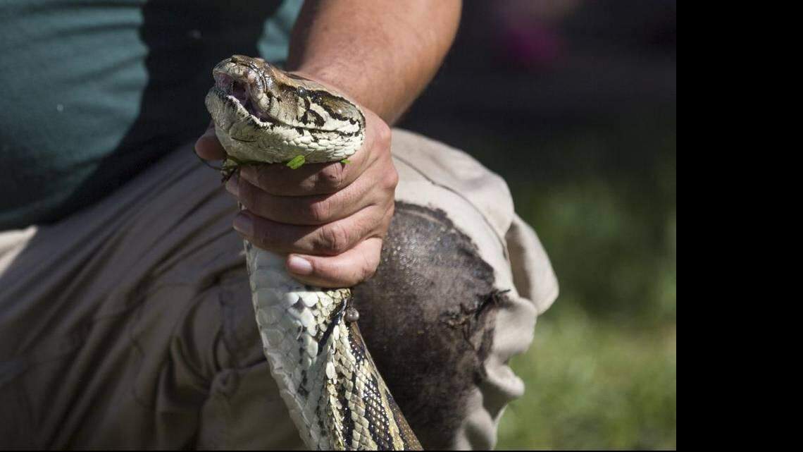 Jeffrey Fobb holds a snake by the head after demonstrating proper handling techniques to a crowd of spectators during the Python Challenge kickoff at Florida International University on Jan. 16, 2016. MATIAS J. OCNER mocner@miamiherald.com