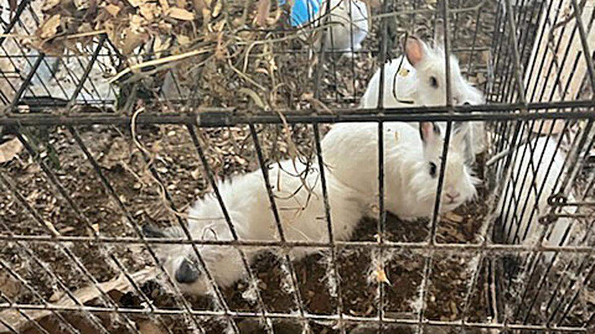 Manatee County removed 69 live rabbits from a Bradenton home that were living in “deplorable conditions.” The animals have been taken to Bishop Animal Shelter for evaluation and care.