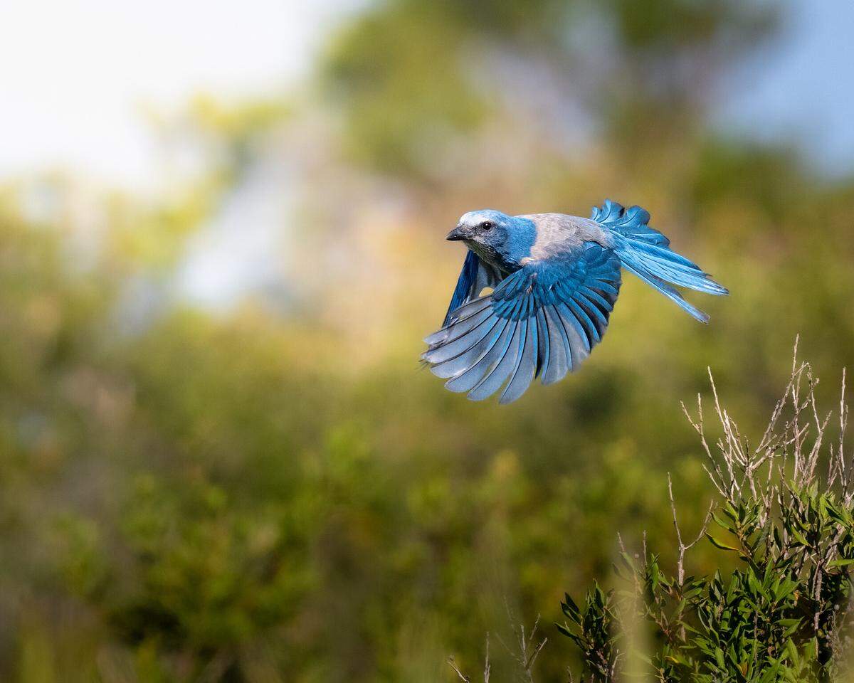 A Florida scrub jay photographed by Marcos Rodriguez at Merritt Island National Wildlife Refuge in Titusville won first place in the “Birds” category for the Florida Wildlife Federation’s 2025 statewide photo contest.