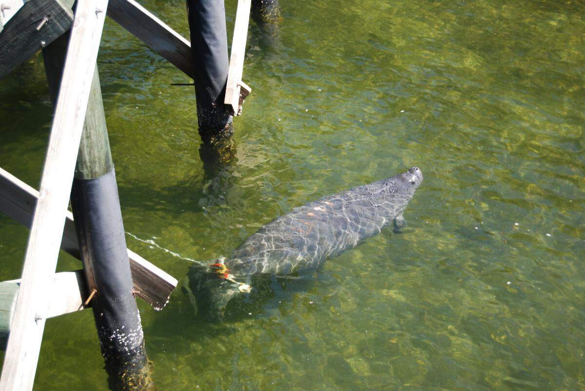 The Bishop Museum of Science and Nature released three manatees that they were rehabilitating and treating for cold stress at the Tampa Electric Manatee Viewing Center in Apollo Beach on Feb. 17, 2023.