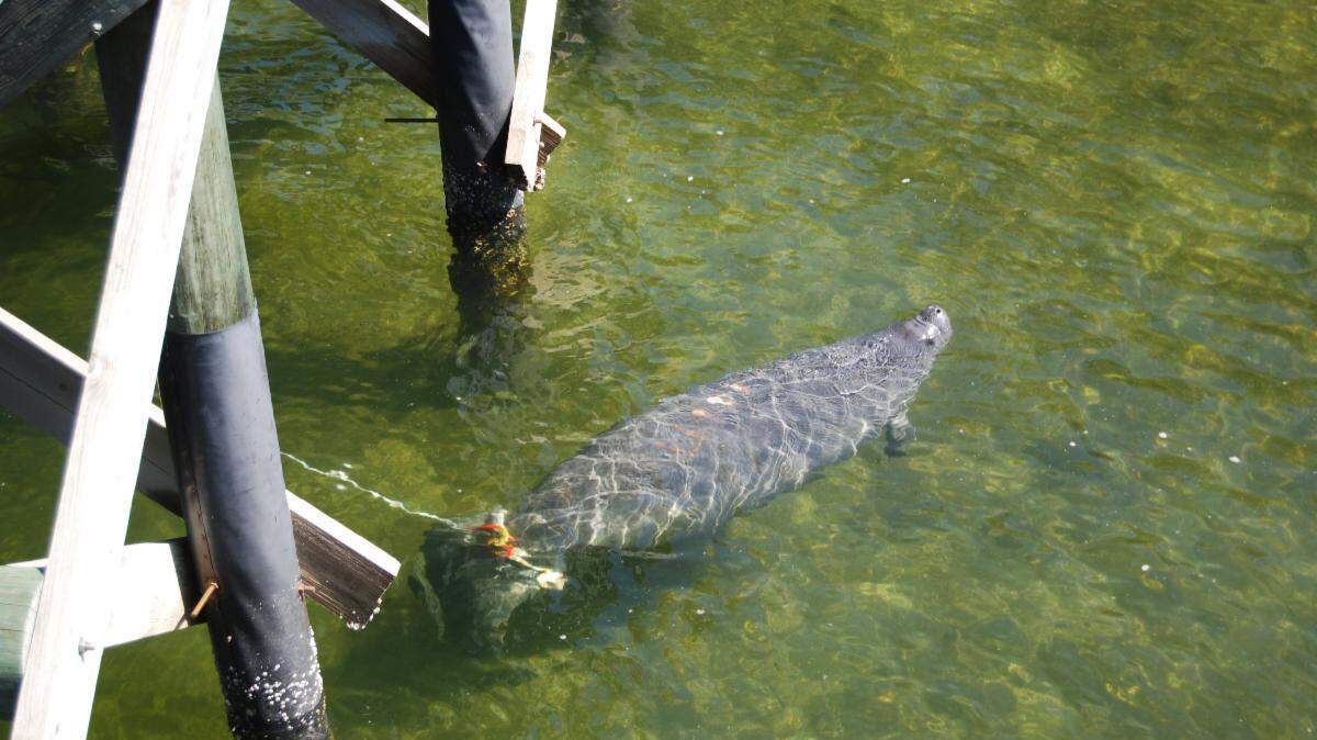 The Bishop Museum of Science and Nature released three manatees that they were rehabilitating and treating for cold stress at the Tampa Electric Manatee Viewing Center in Apollo Beach on Feb. 17, 2023.